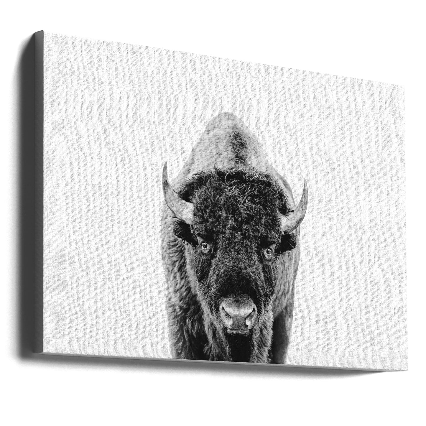 Bison Bw | Leinwand-Bilder