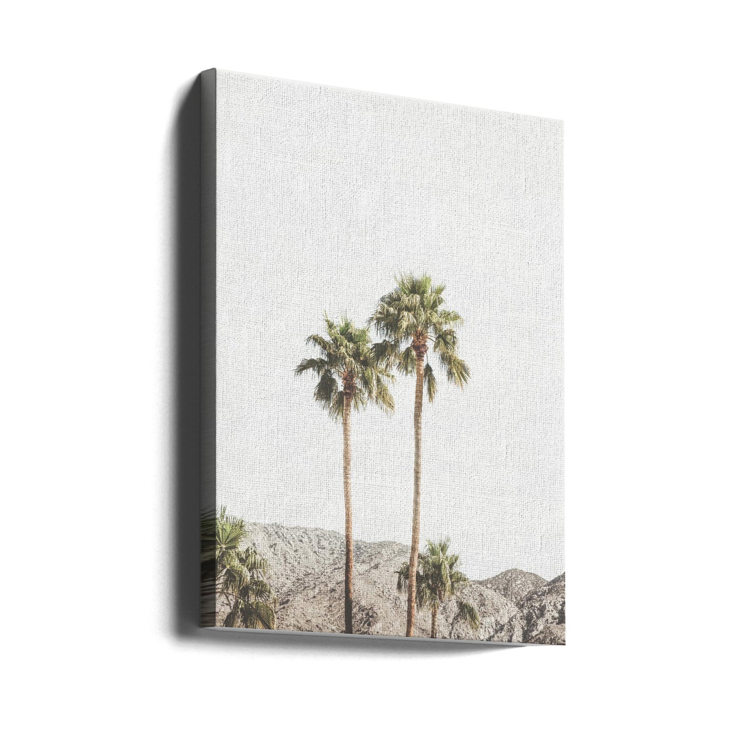 Palm Springs Palms | Canvas