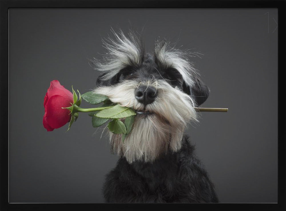 Tango-tanssija | Julisteet - Taidevedokset