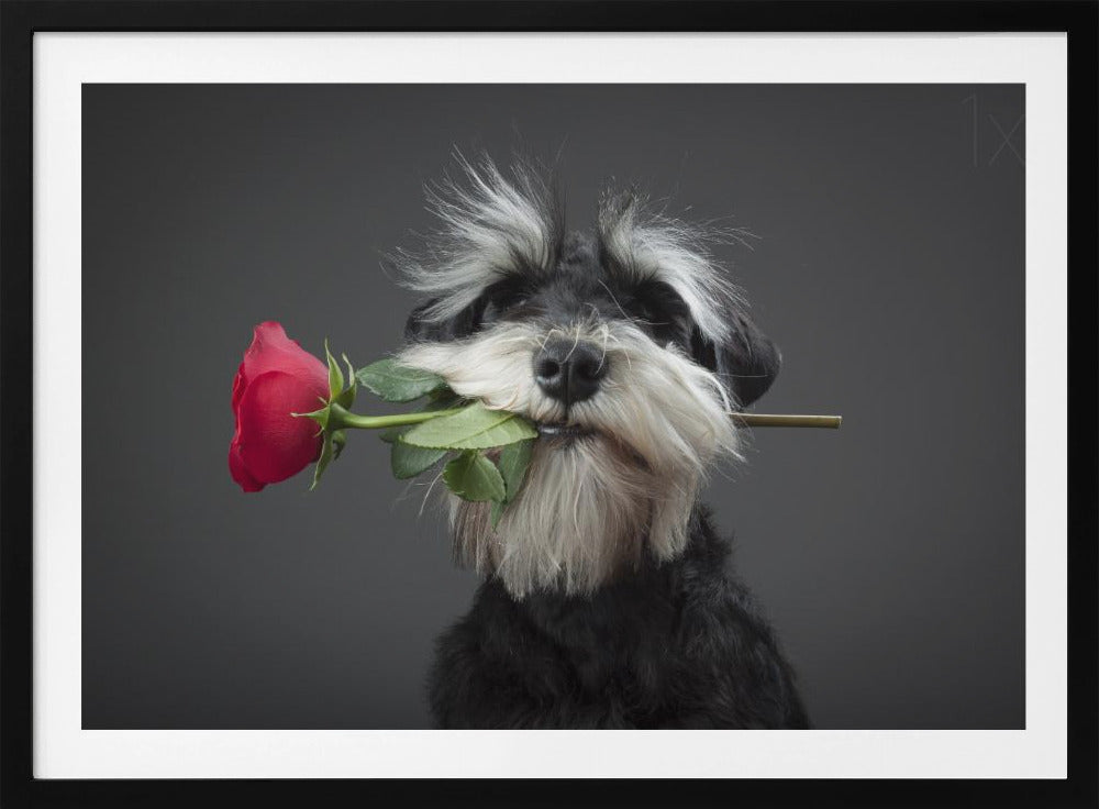 Tango-tanssija | Julisteet - Taidevedokset