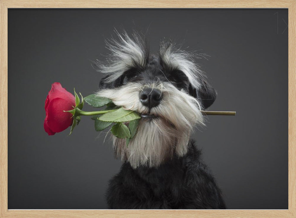 Tango-tanssija | Julisteet - Taidevedokset