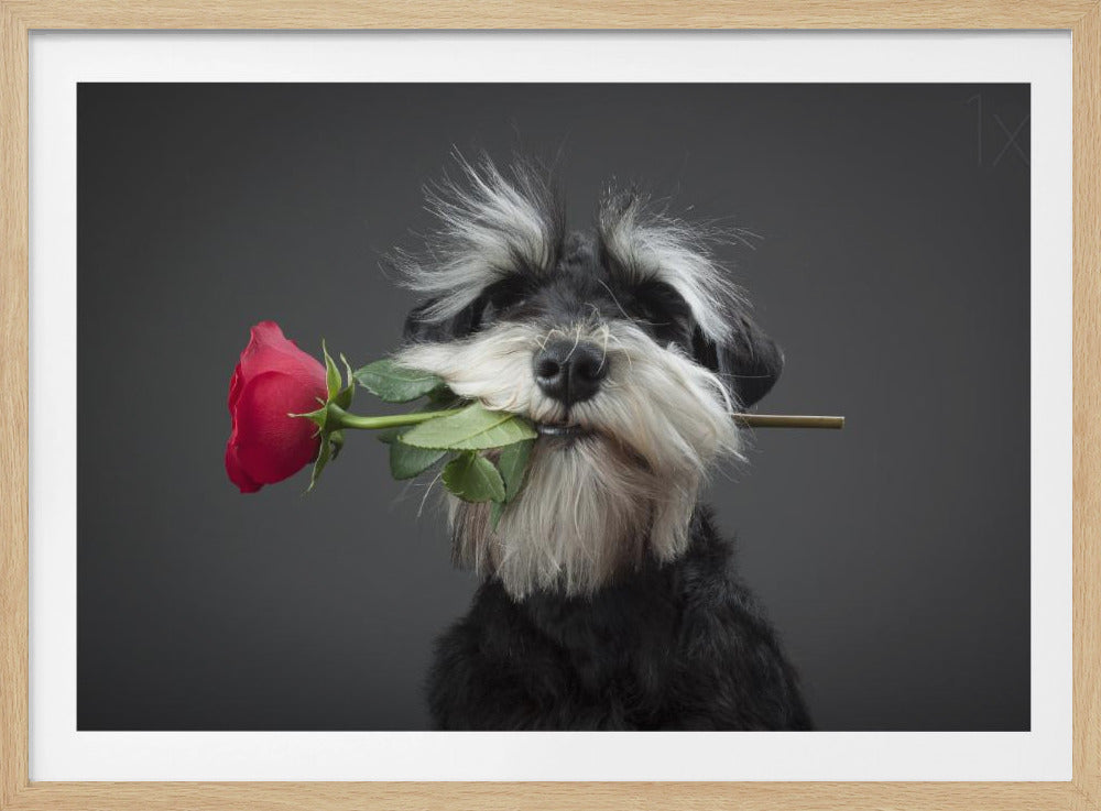 Tango-tanssija | Julisteet - Taidevedokset