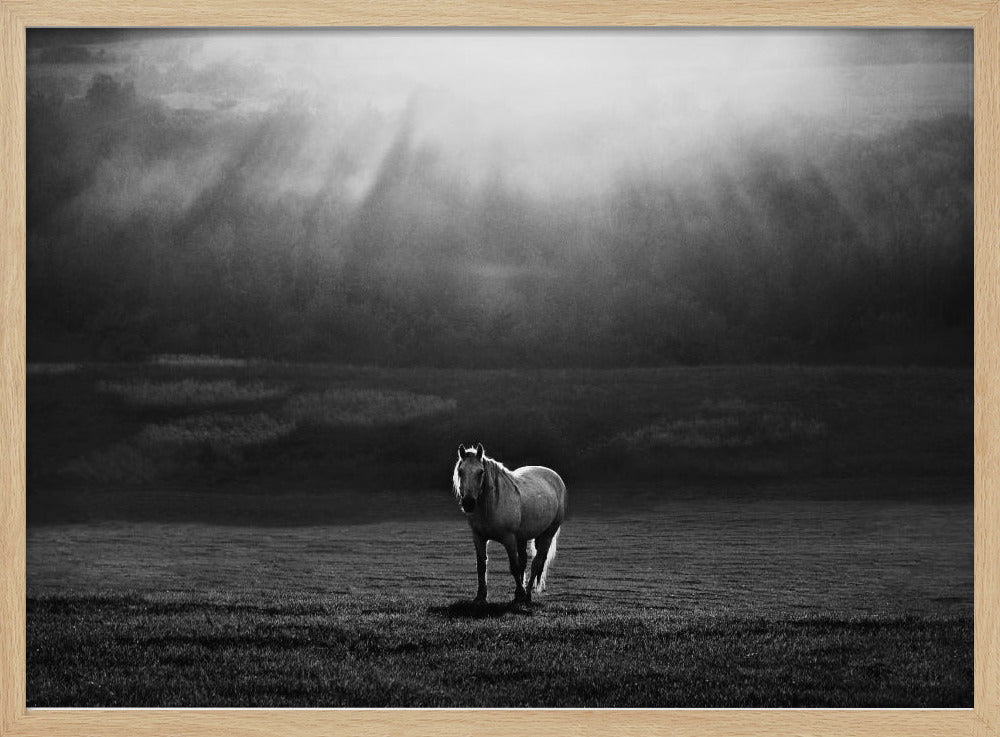 aamun esiintyminen | Julisteet - Taidevedokset