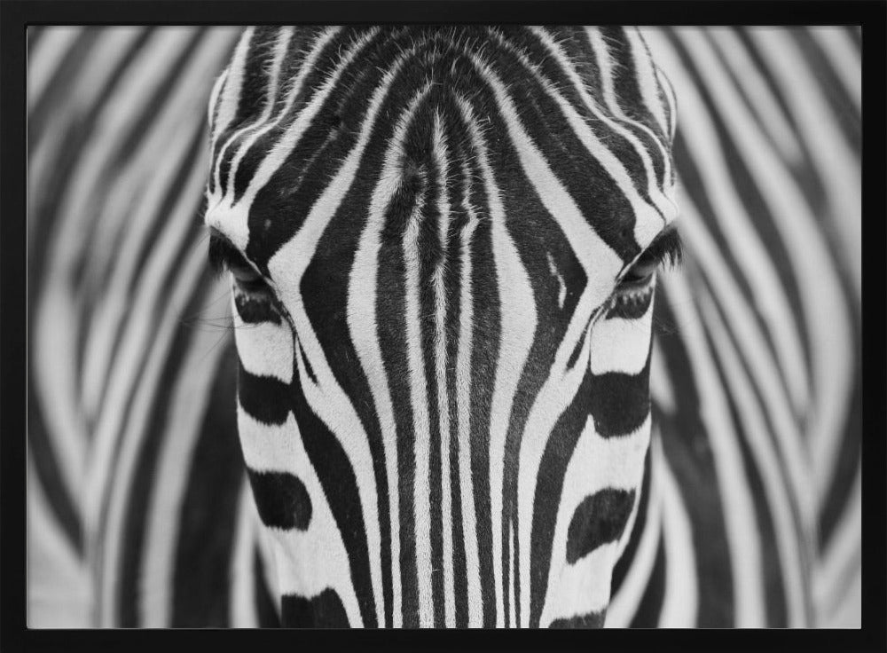 Seepra | Julisteet - Taidevedokset