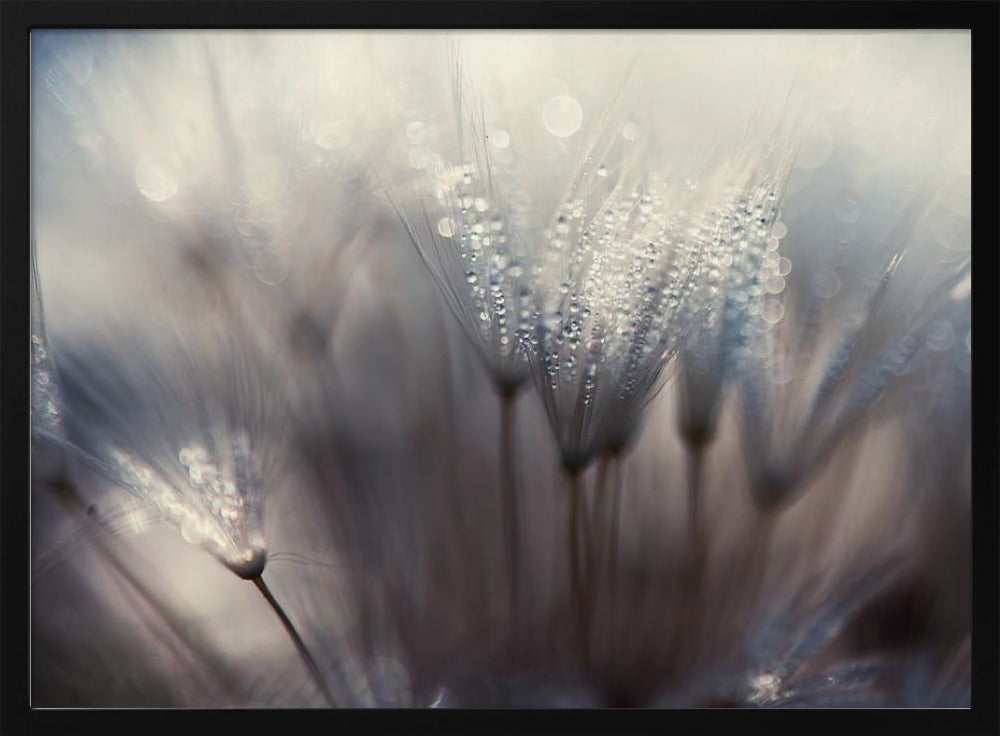 Metsä | Julisteet - Taidevedokset