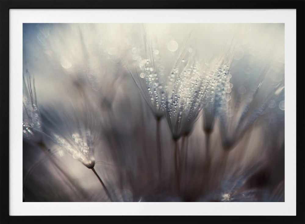 Metsä | Julisteet - Taidevedokset