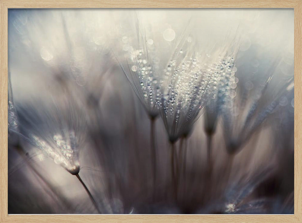 Metsä | Julisteet - Taidevedokset