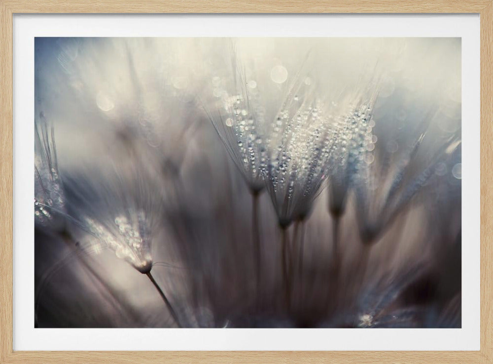 Metsä | Julisteet - Taidevedokset