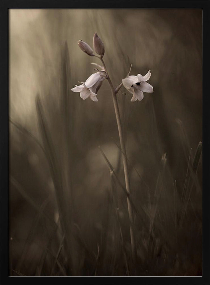 A small flower on the ground | Poster