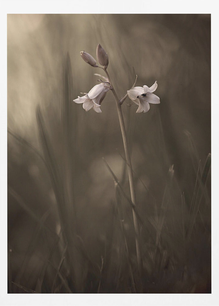 A small flower on the ground | Poster