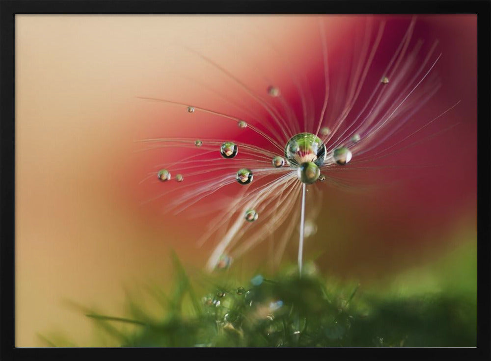 Punainen aamu | Julisteet - Taidevedokset