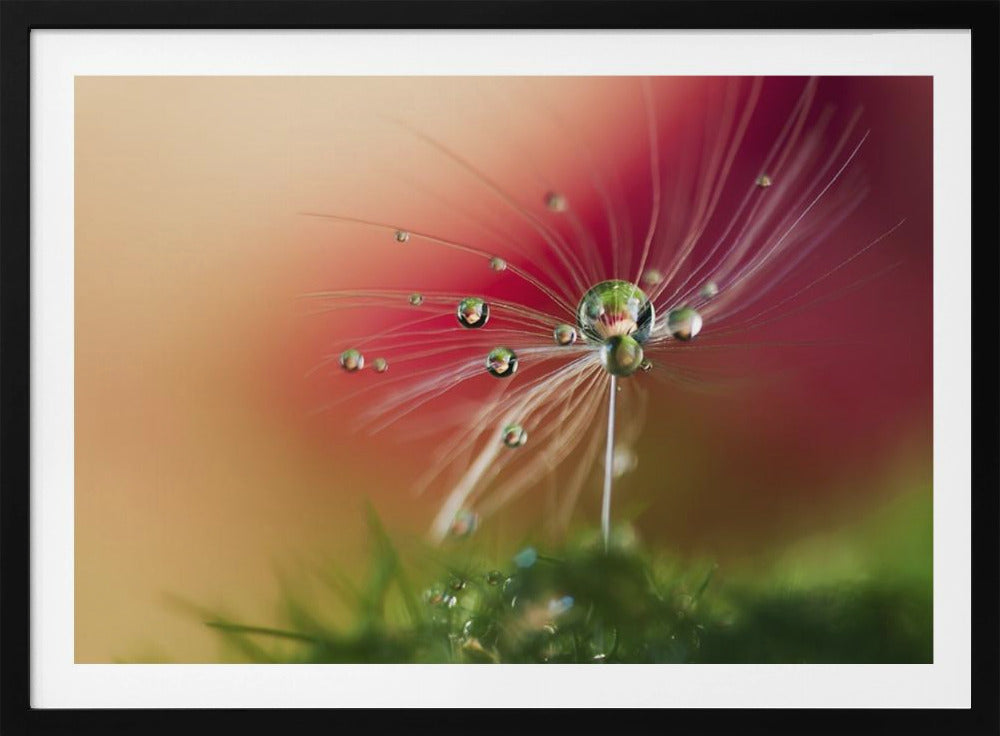 Punainen aamu | Julisteet - Taidevedokset