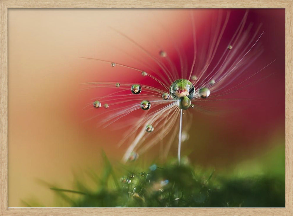 Punainen aamu | Julisteet - Taidevedokset