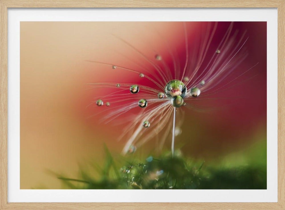 Punainen aamu | Julisteet - Taidevedokset