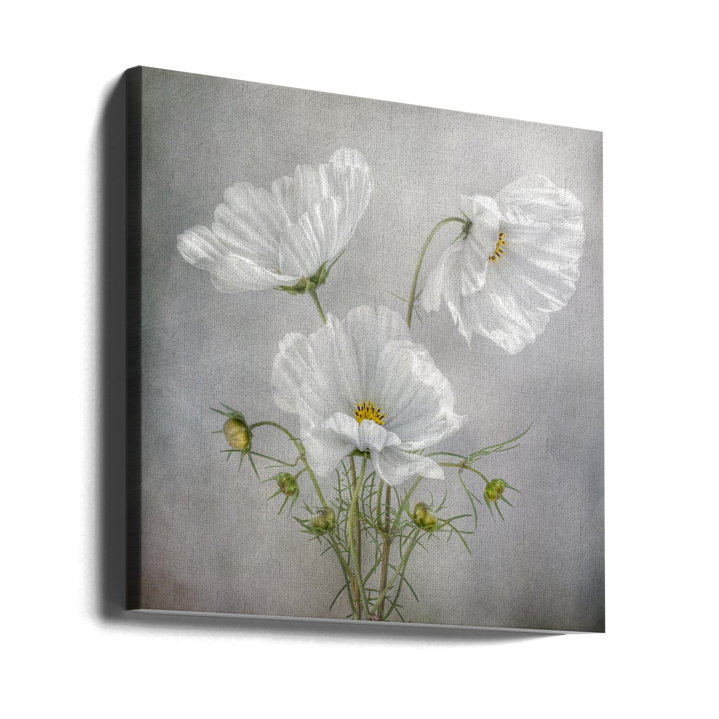 Cosmos Charm | Canvas