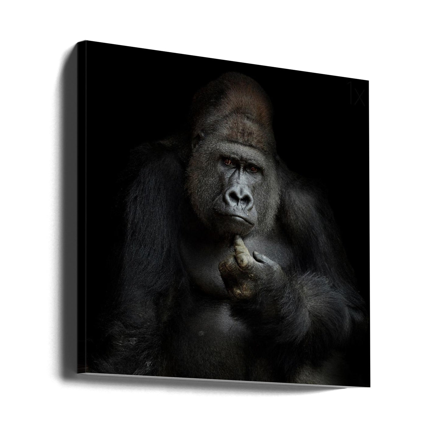 IMHO .... | Canvas