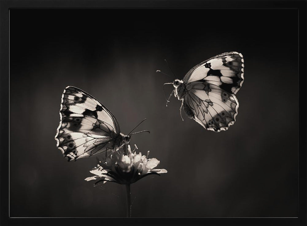 Pohjoinen puolisurunen | Julisteet - Taidevedokset