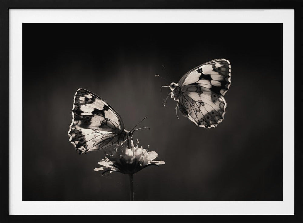 Pohjoinen puolisurunen | Julisteet - Taidevedokset