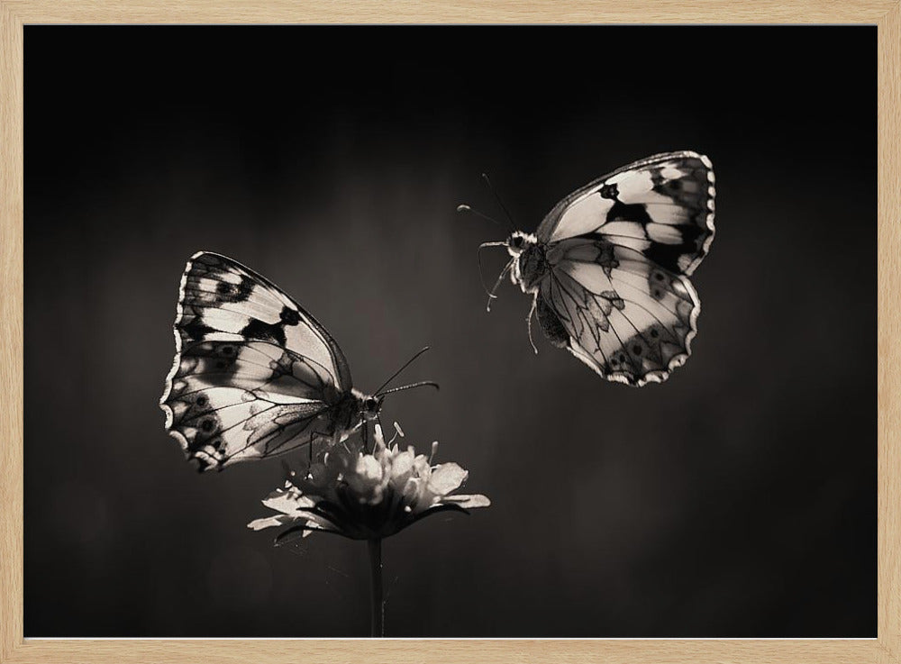 Pohjoinen puolisurunen | Julisteet - Taidevedokset