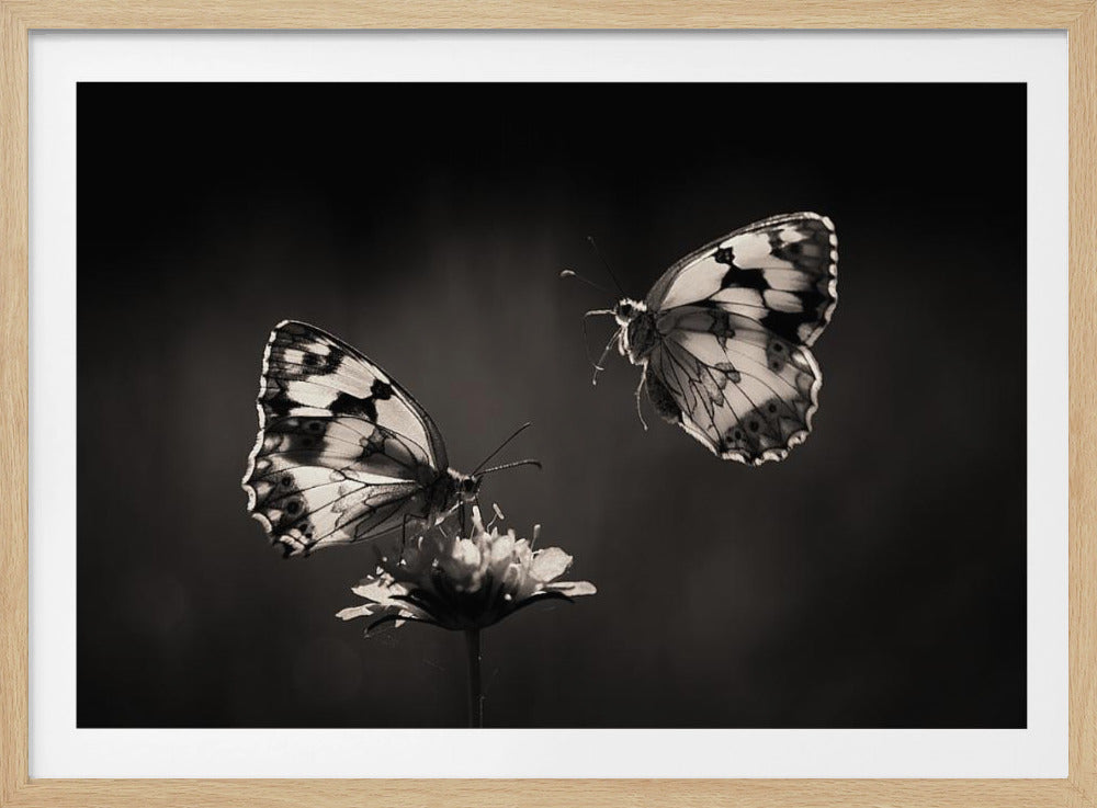 Pohjoinen puolisurunen | Julisteet - Taidevedokset