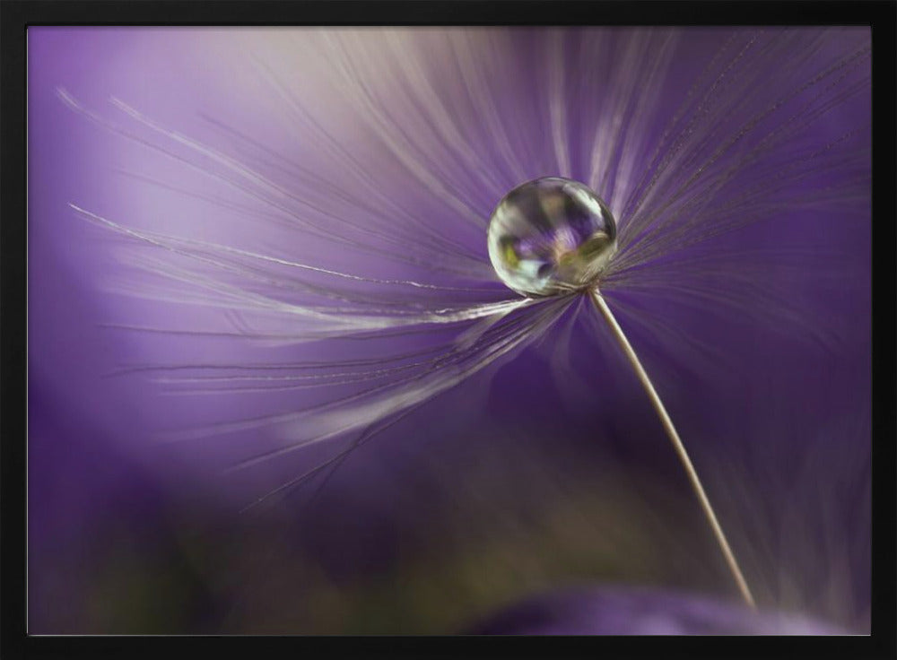 In shades of purple | Poster