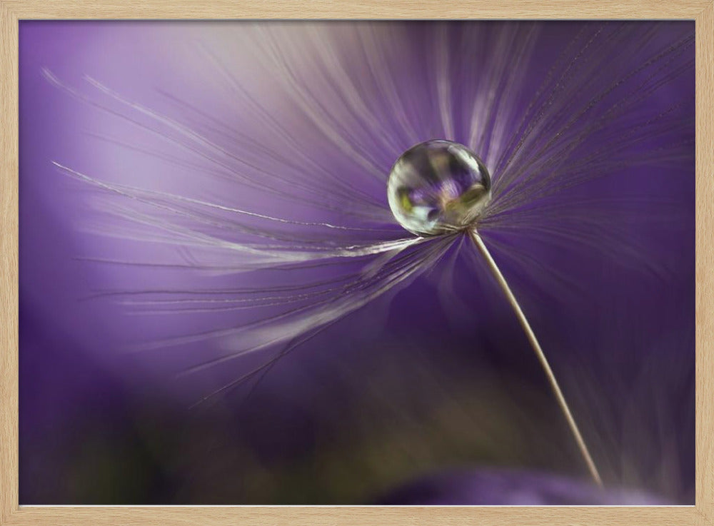 In shades of purple | Poster