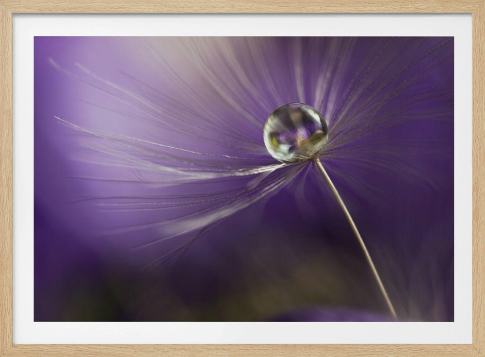 In shades of purple | Poster