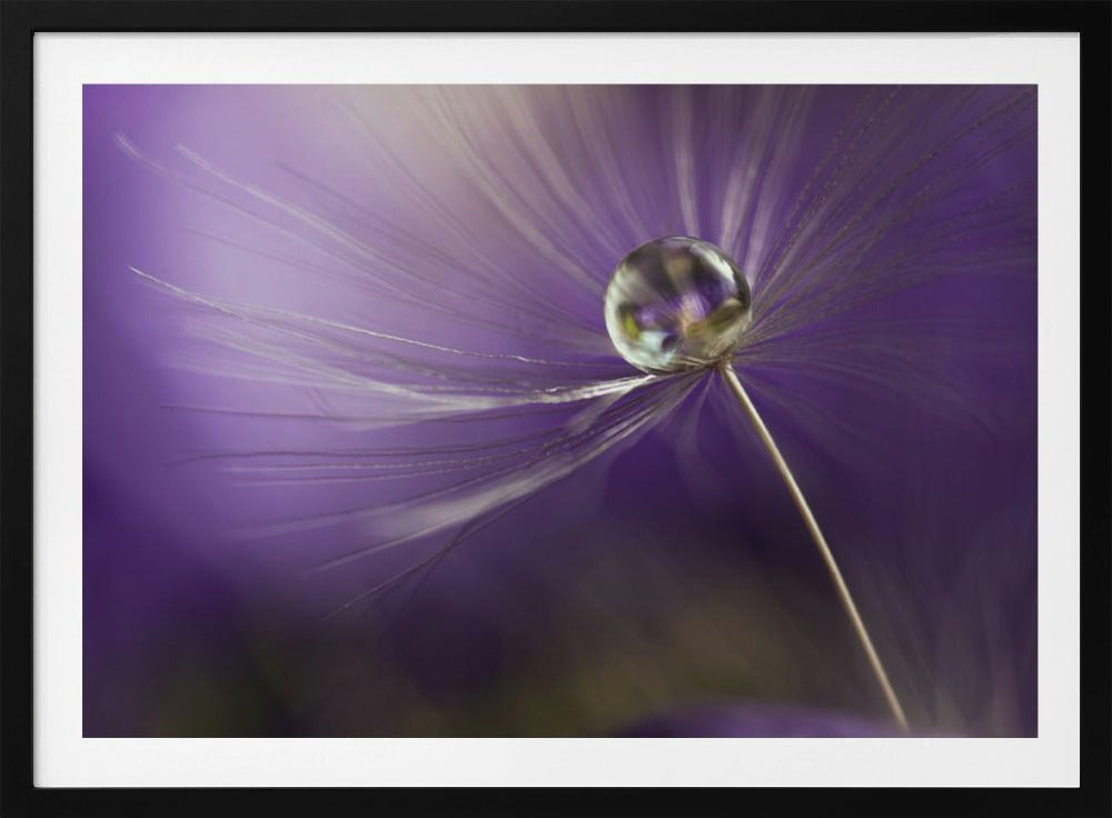 Violetin sävyissä | Julisteet - Taidevedokset