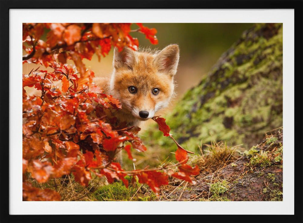 Fox | Poster