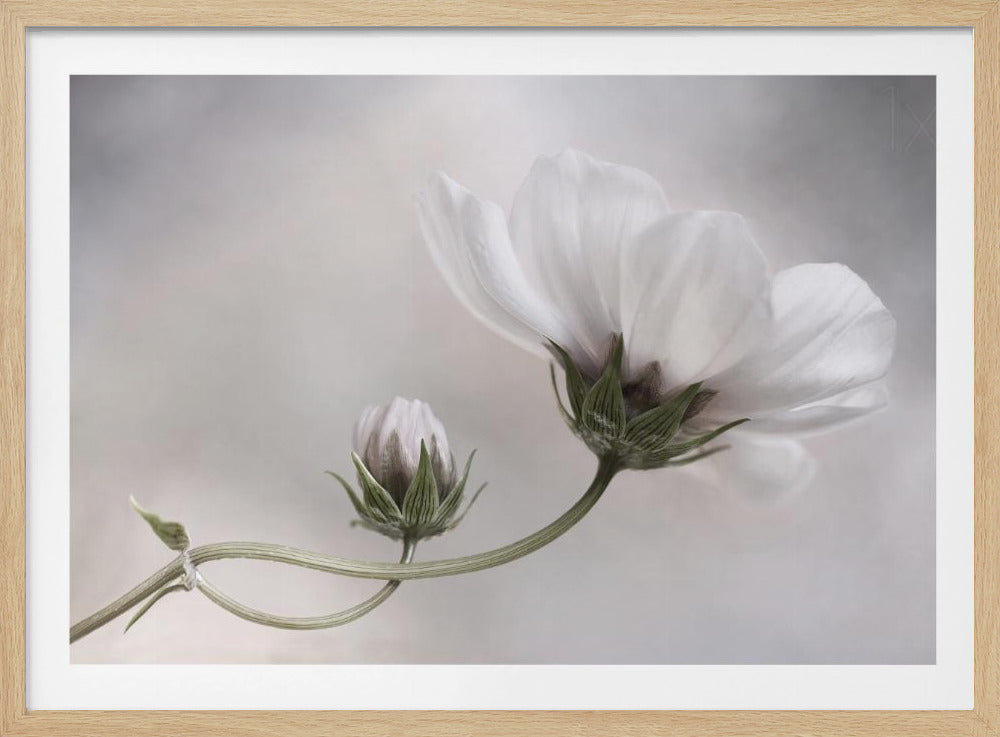 Simply Cosmos | Poster