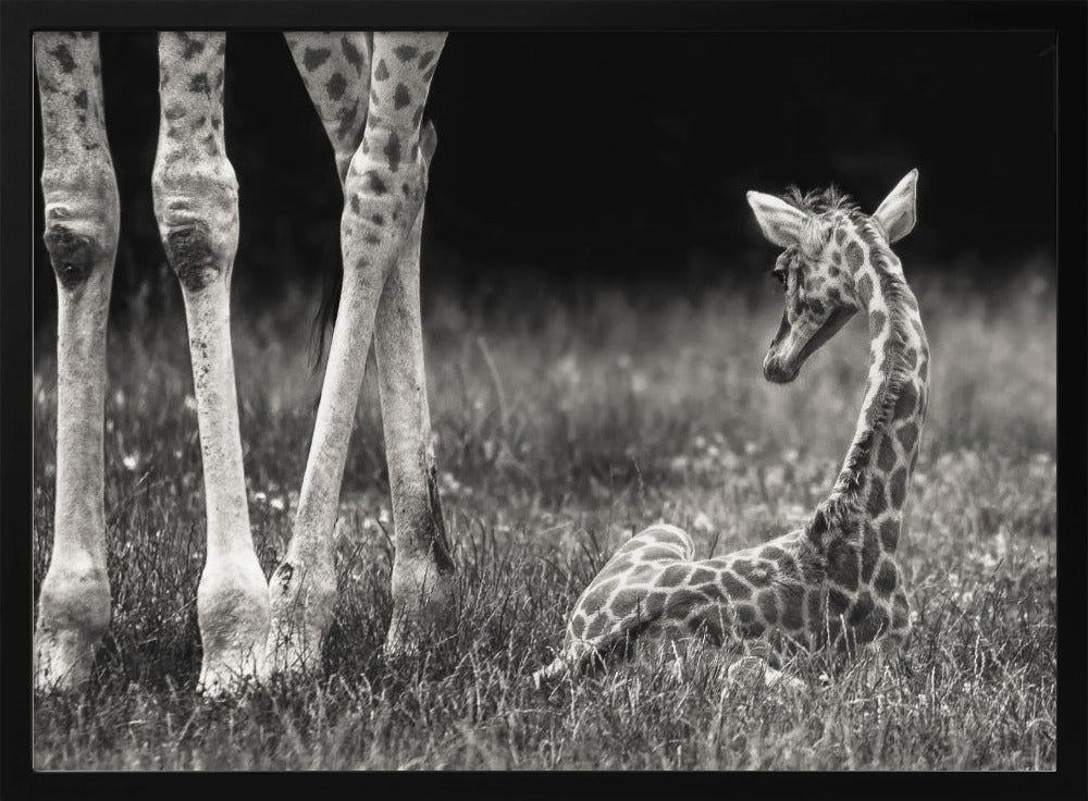 hyvin suojattu | Julisteet - Taidevedokset