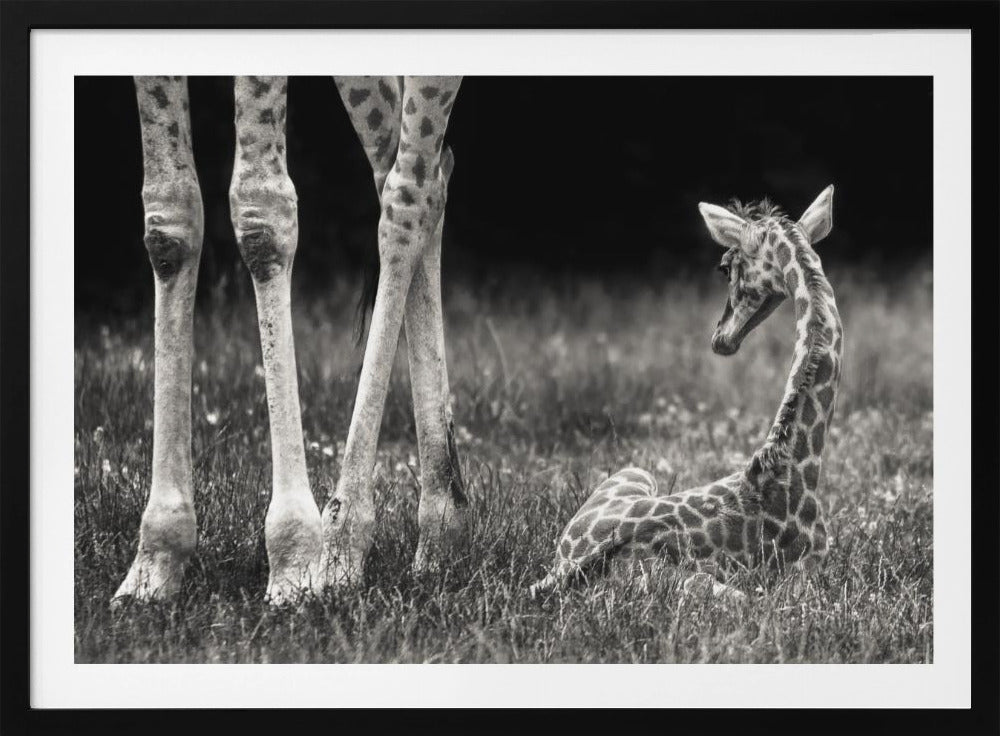 hyvin suojattu | Julisteet - Taidevedokset