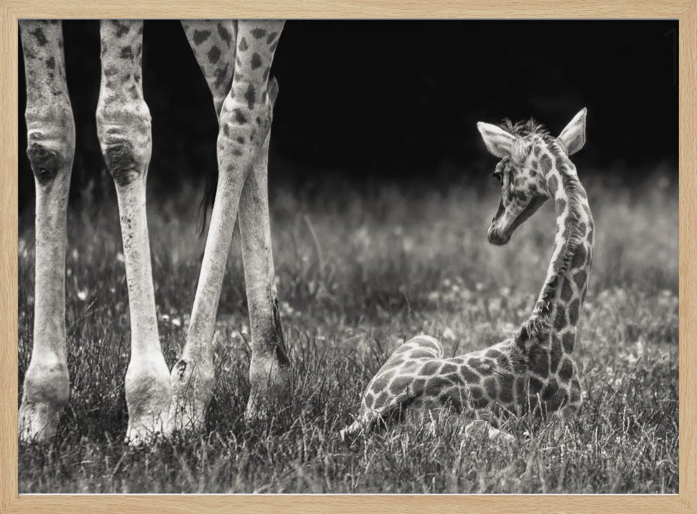 hyvin suojattu | Julisteet - Taidevedokset