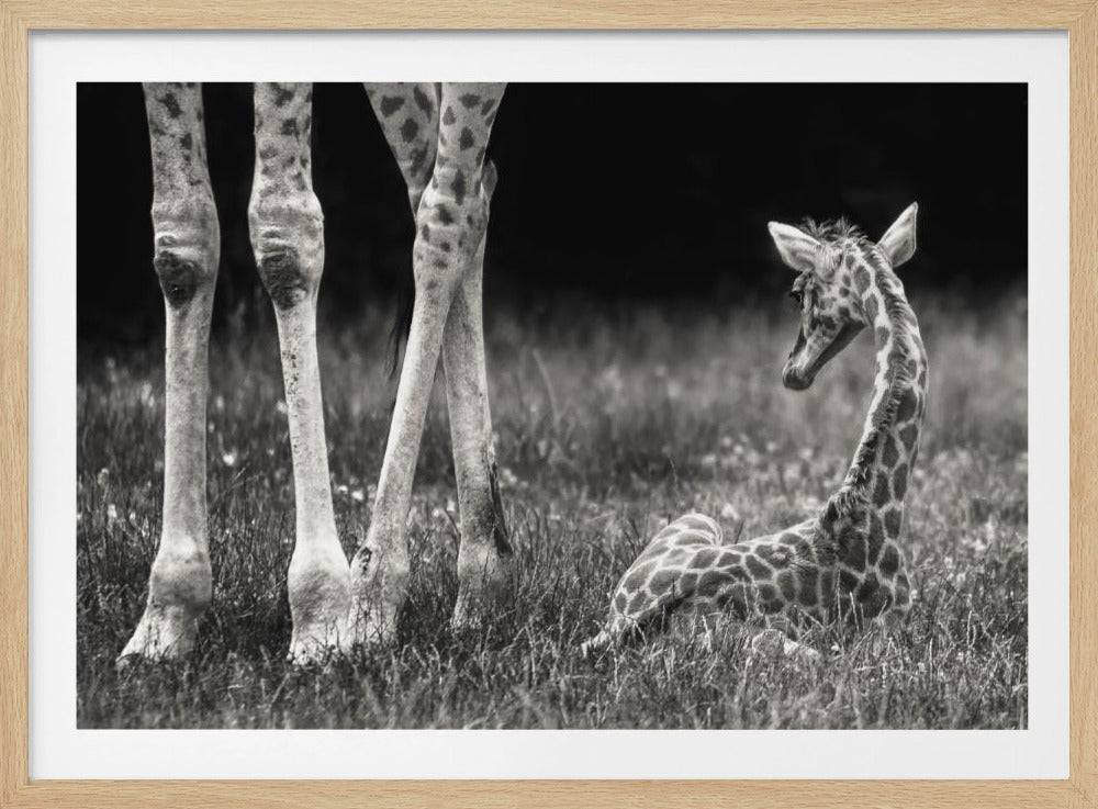 hyvin suojattu | Julisteet - Taidevedokset