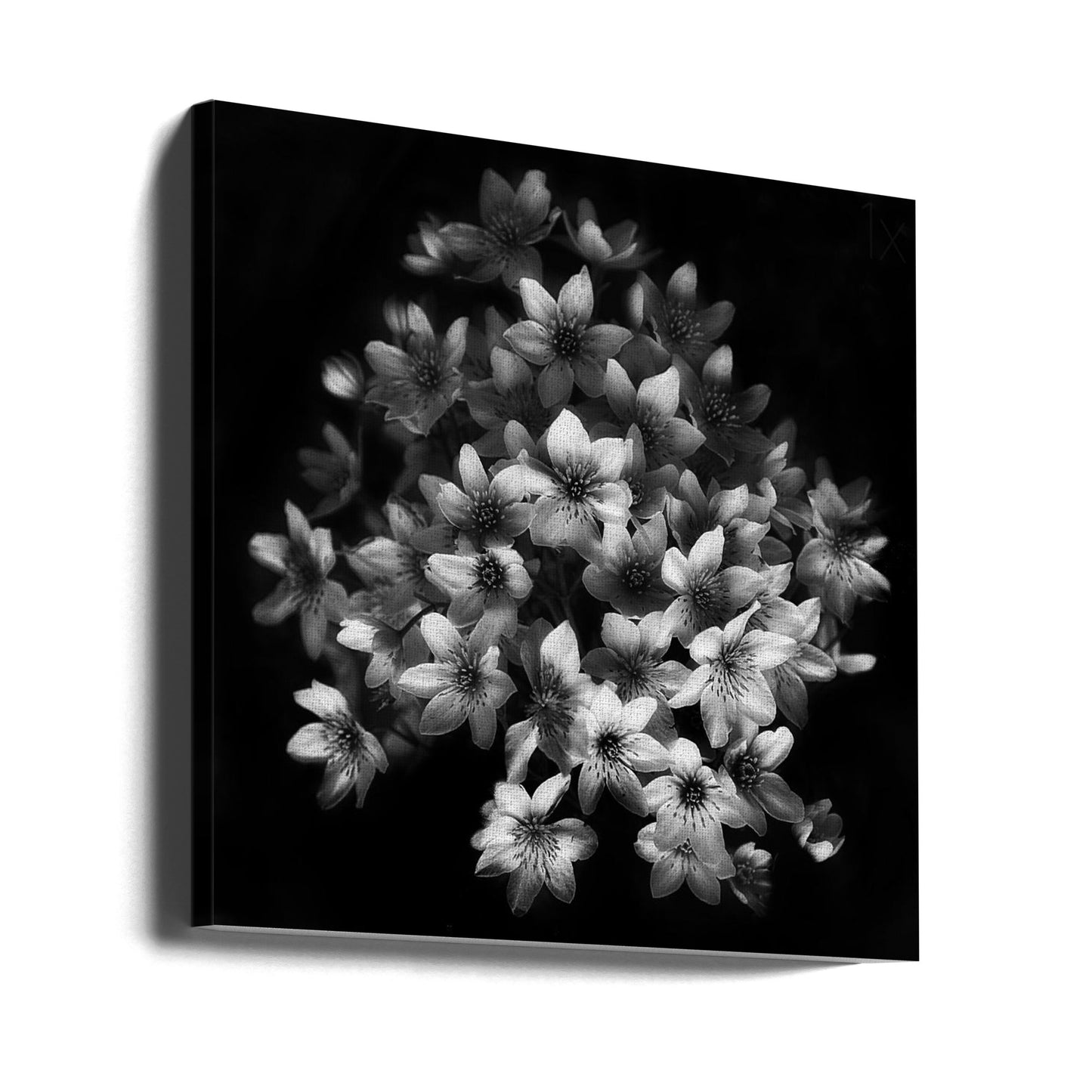 Early Sensation | Canvas