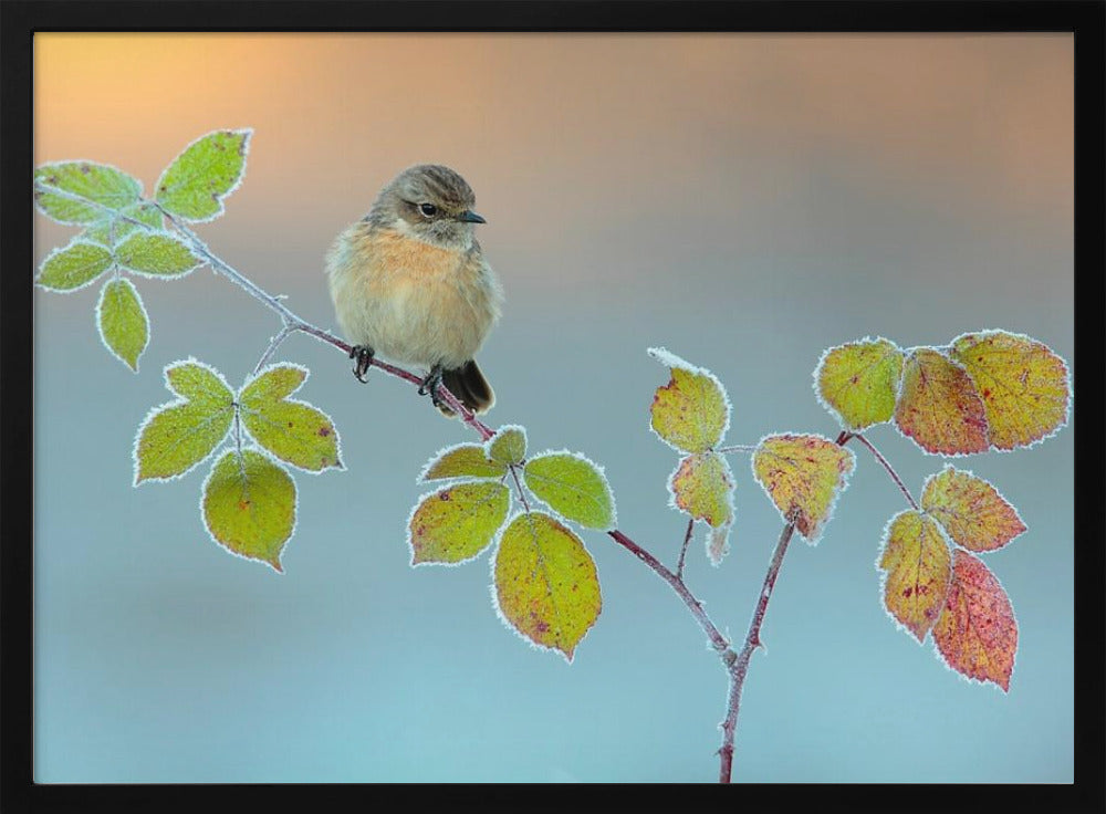 Winter colors | Poster