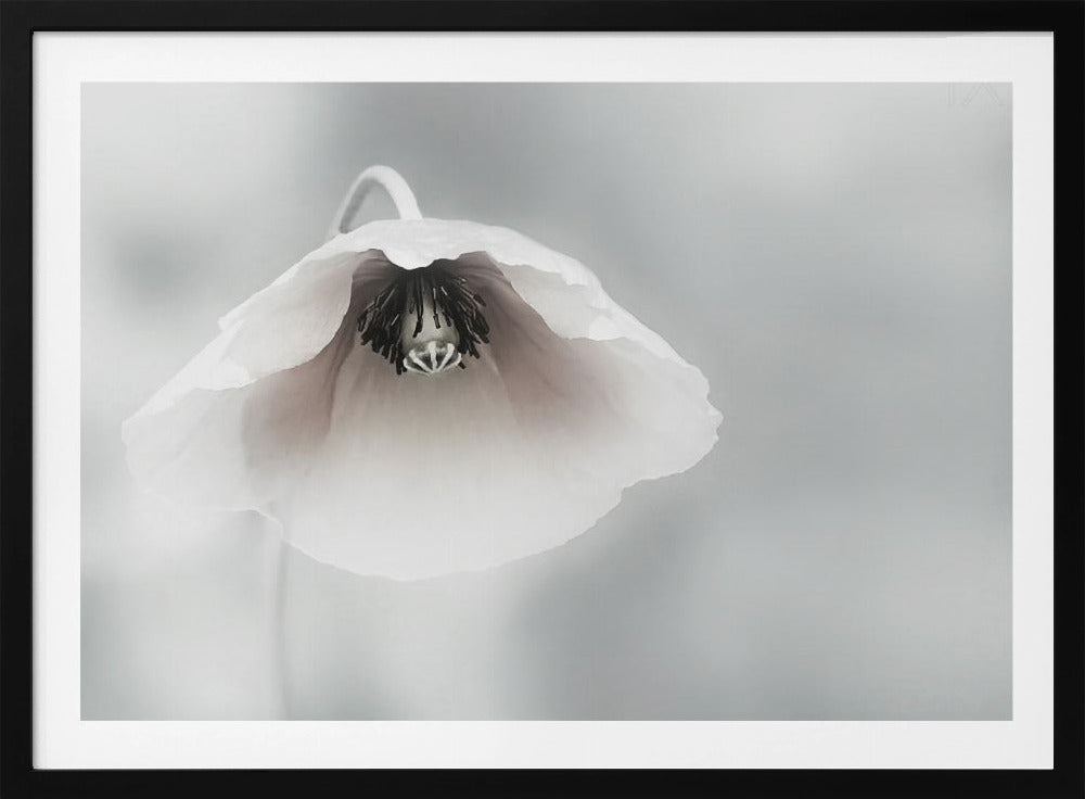 Vergängliche Schönheit | Poster - Kunstdruck