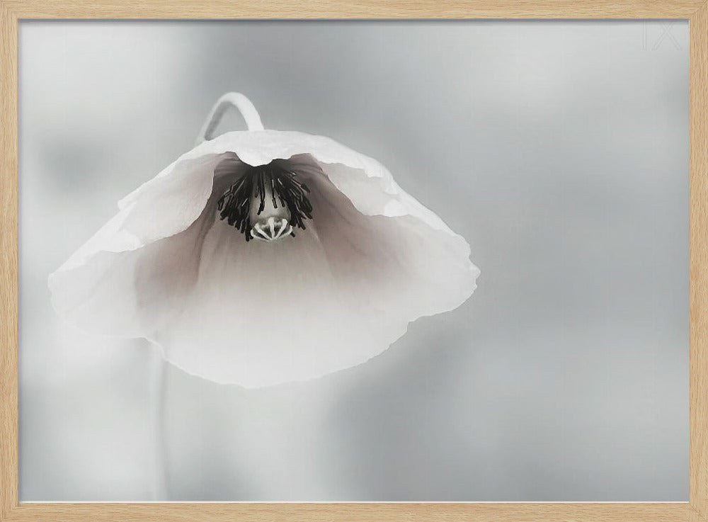 Vergängliche Schönheit | Poster - Kunstdruck