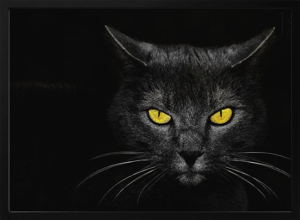 Black Cat | Poster