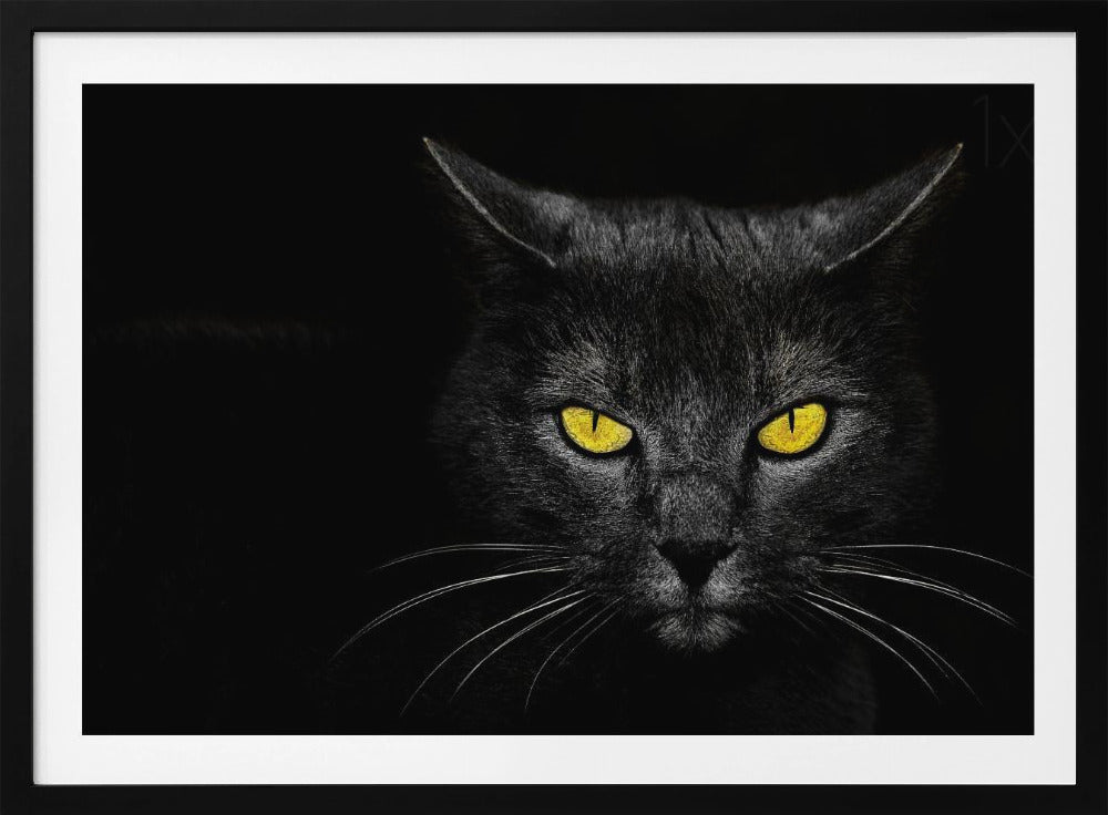 Black Cat | Poster