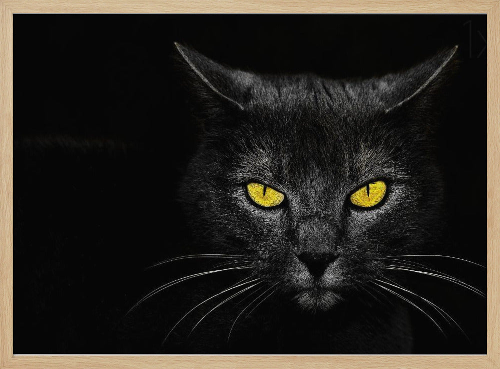 Black Cat | Poster