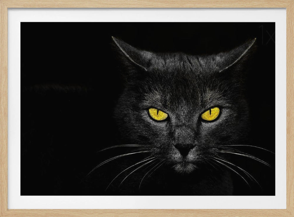 Black Cat | Poster