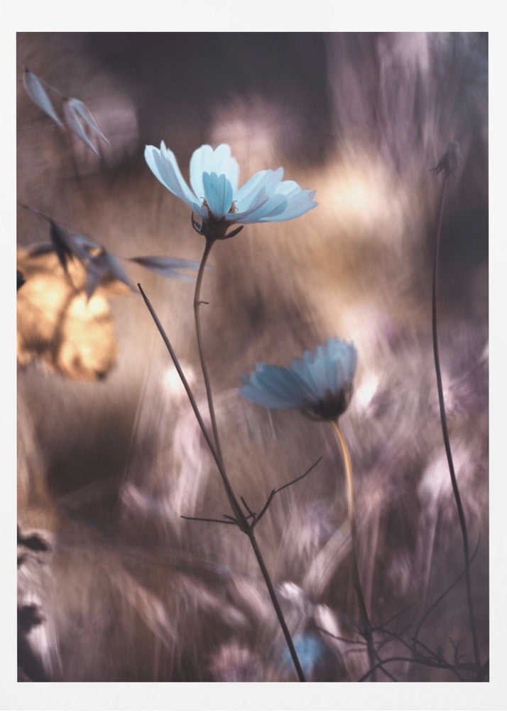 Lueur d'Automne | Poster