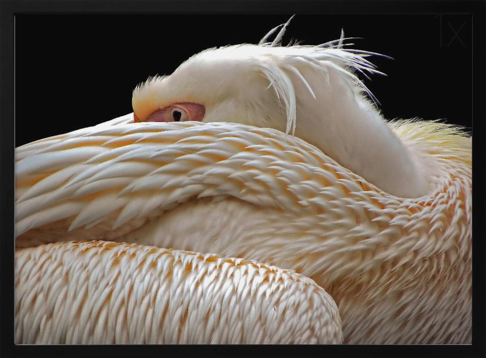 Olla puoliksi unessa... | Julisteet - Taidevedokset