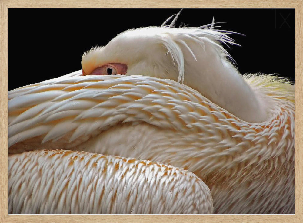 Olla puoliksi unessa... | Julisteet - Taidevedokset