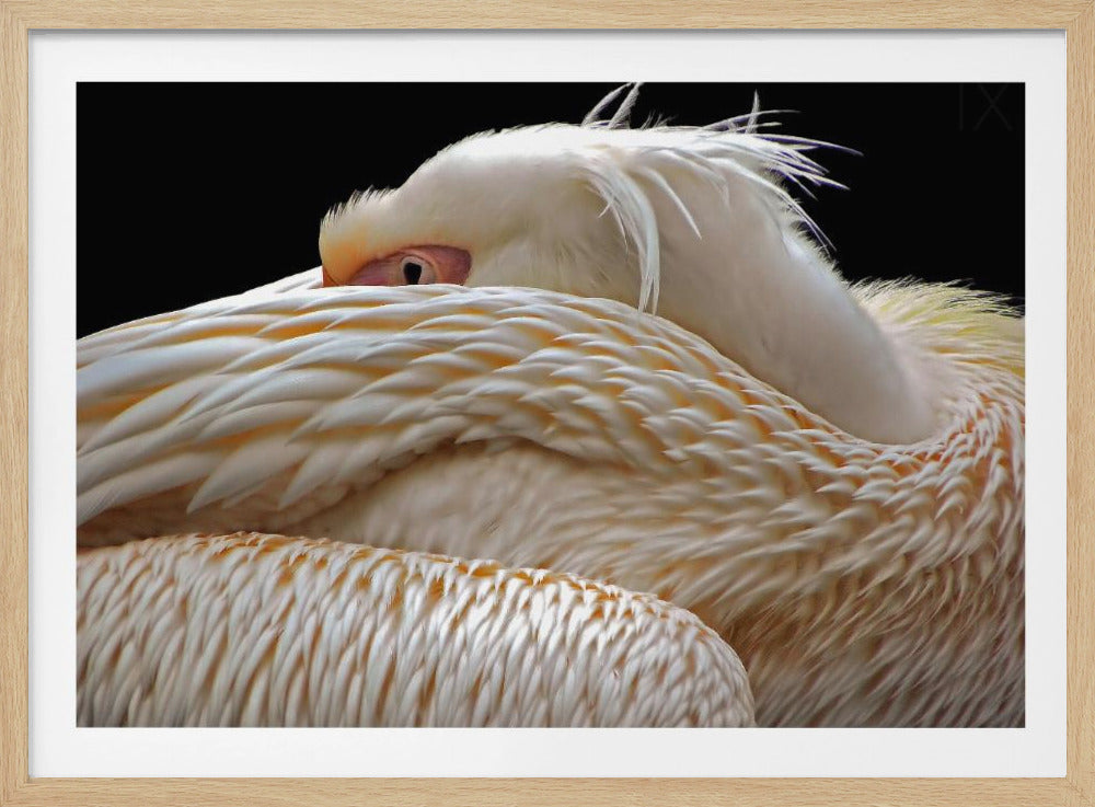 Olla puoliksi unessa... | Julisteet - Taidevedokset