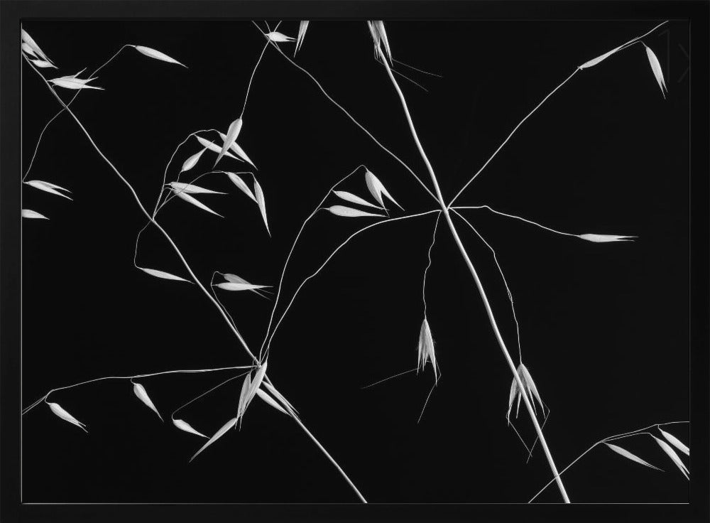 Crossed Lines | Poster