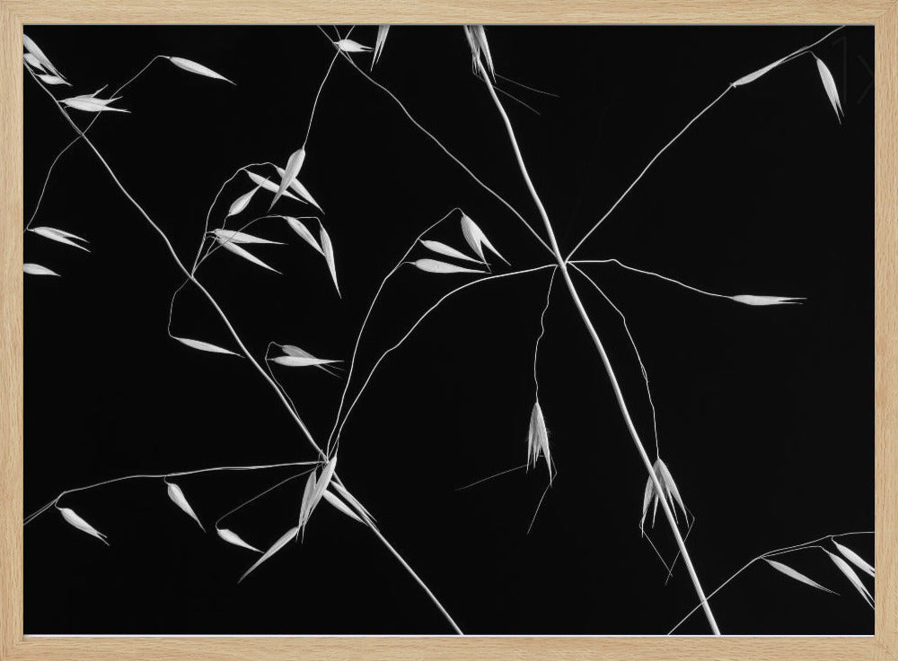 Crossed Lines | Poster
