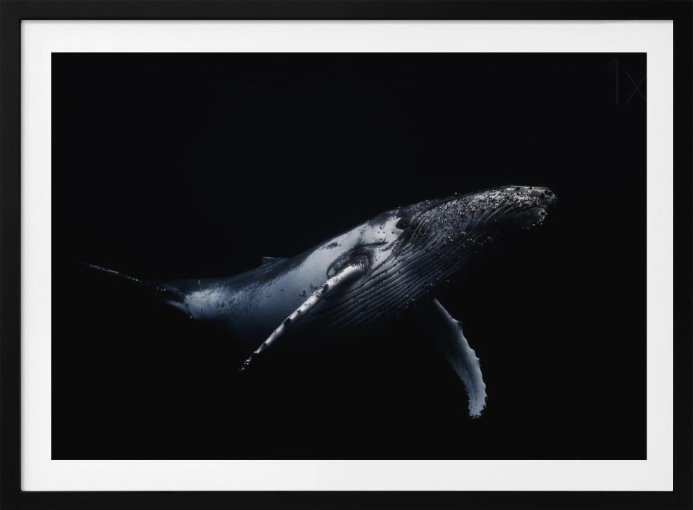 Black & Whale | Poster
