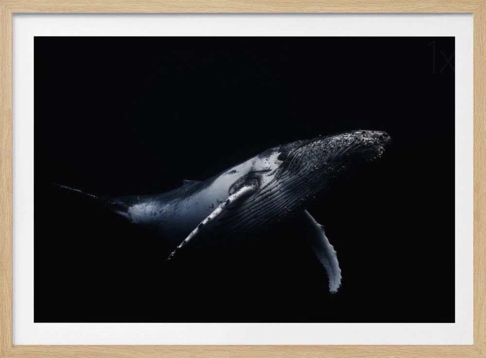 Black & Whale | Poster